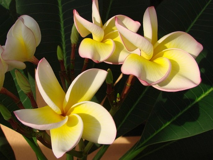 Plumeria rubra