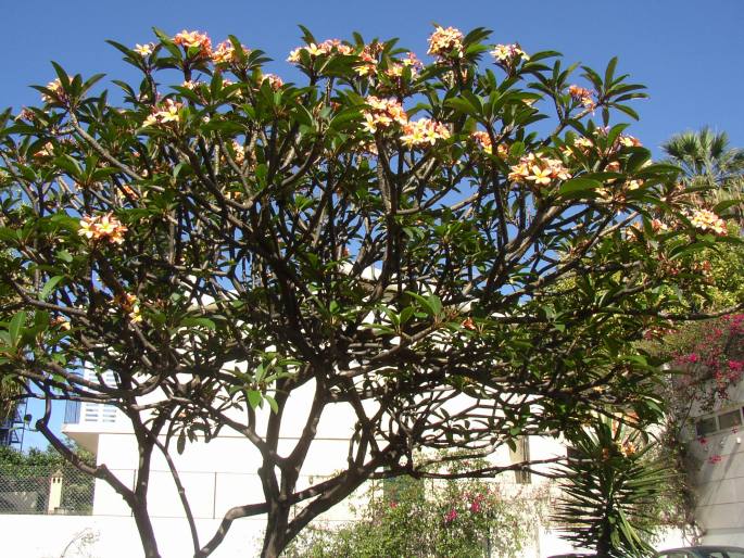 Plumeria rubra