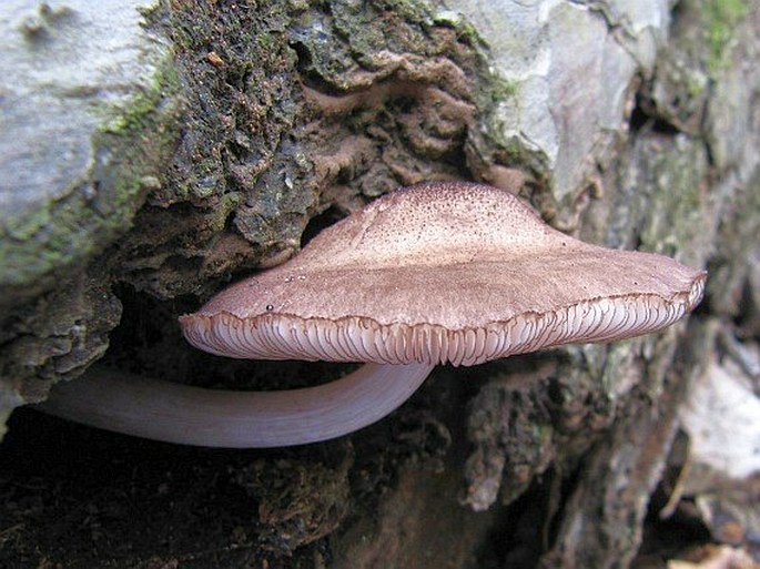 Pluteus atromarginatus