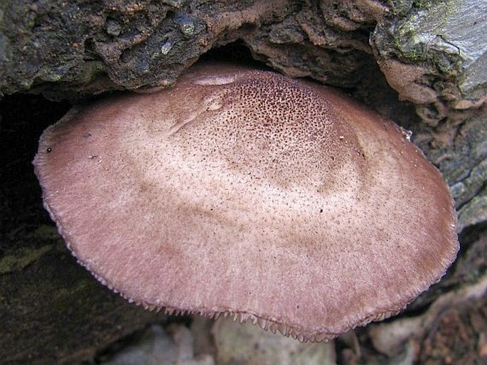 Pluteus atromarginatus