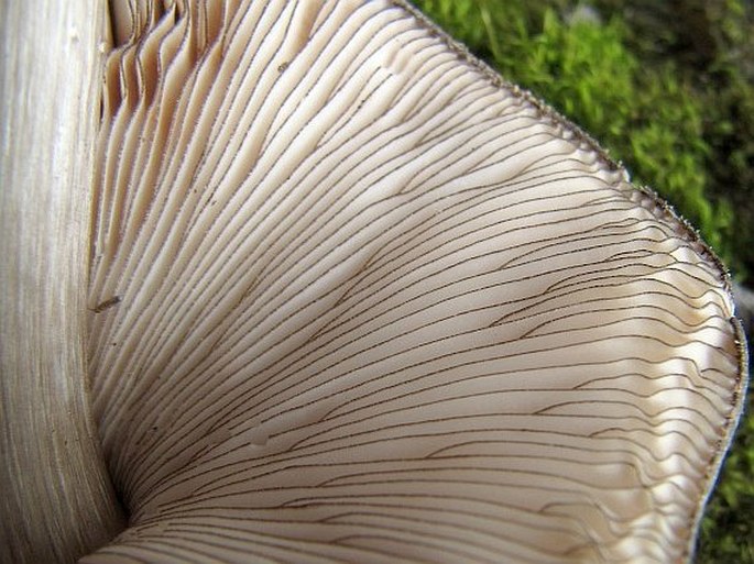 Pluteus atromarginatus