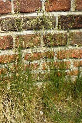 Poa angustifolia