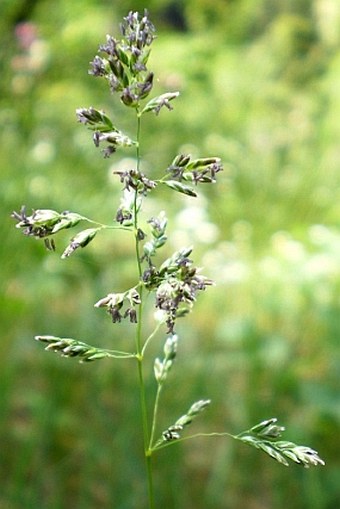 Poa angustifolia