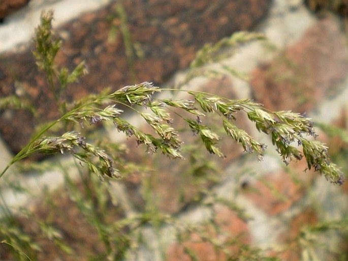 POA ANGUSTIFOLIA L. – lipnice úzkolistá / lipnica úzkolistá