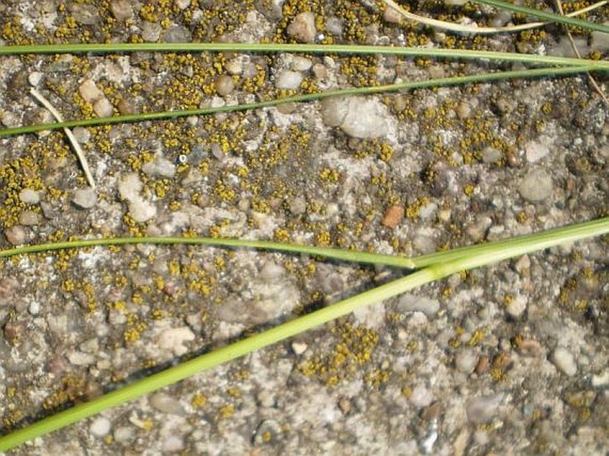 Poa angustifolia