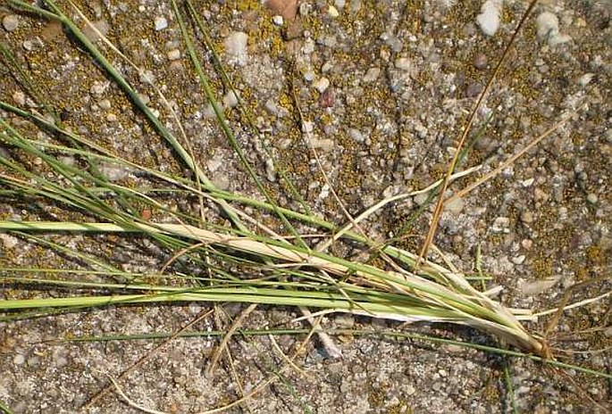 Poa angustifolia