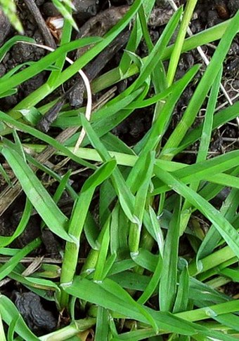 Poa annua