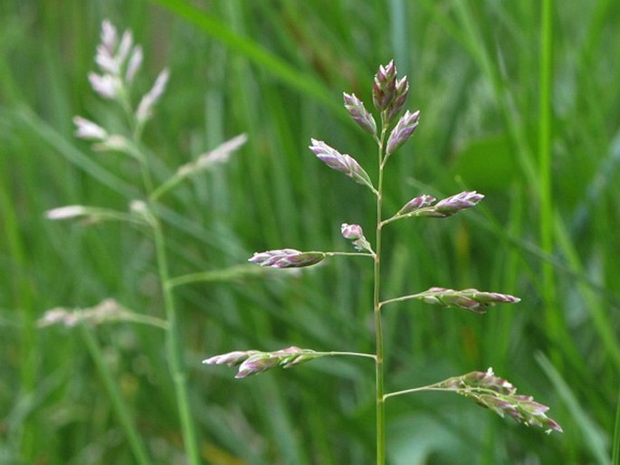 POA ANNUA L. – lipnice roční / lipnica ročná