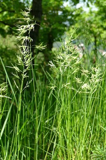 Poa bulbosa