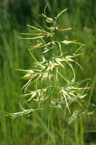 Poa bulbosa