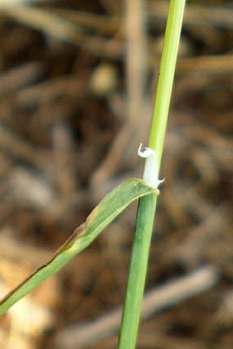 Poa bulbosa