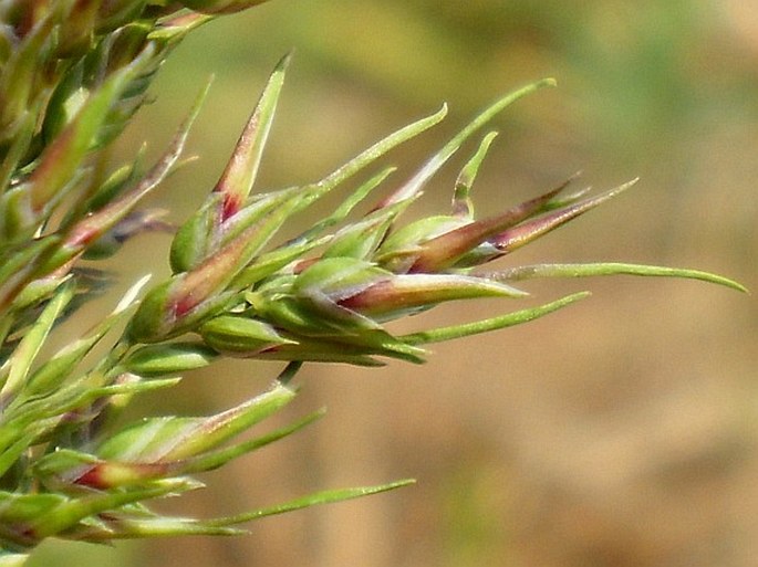 POA BULBOSA L. – lipnice cibulkatá / lipnica cibulkatá