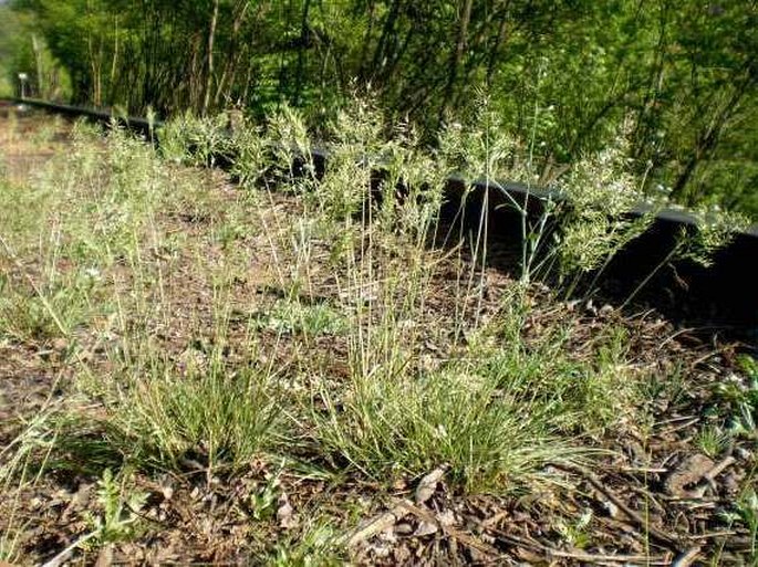 Poa bulbosa