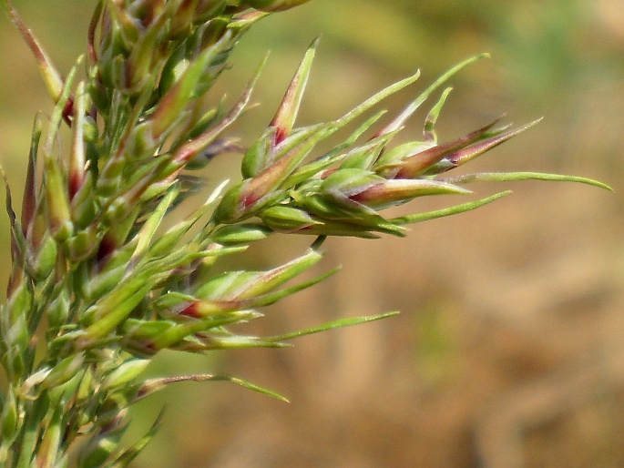 Poa bulbosa