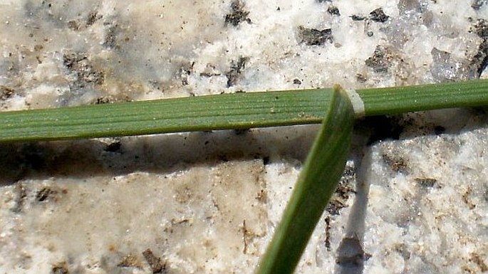 Poa compressa