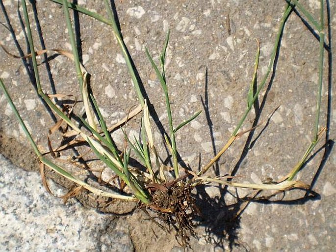 Poa compressa