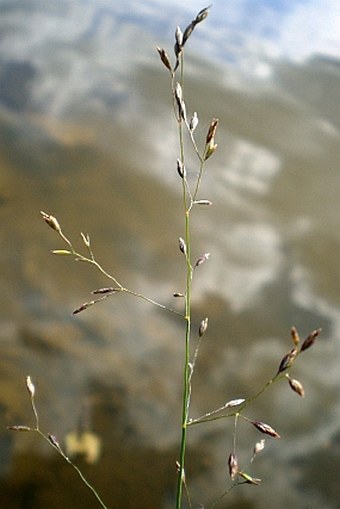 Poa palustris