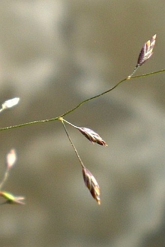 Poa palustris