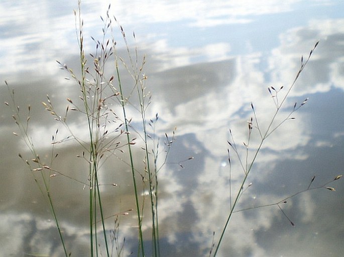 POA PALUSTRIS L. – lipnice bahenní / lipnica močiarna