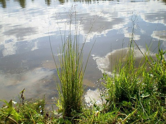 Poa palustris