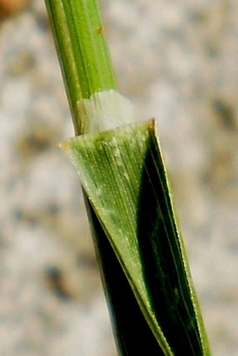 Poa pratensis