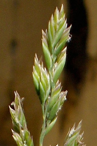 Poa pratensis