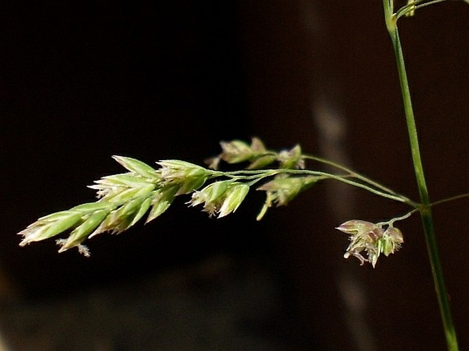 POA PRATENSIS L. – lipnice luční / lipnica lúčna