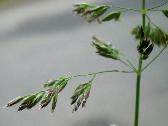 Poa pratensis