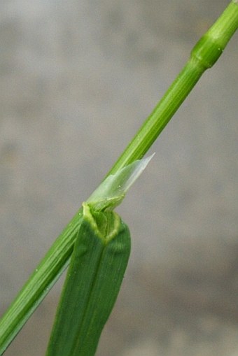 Poa trivialis