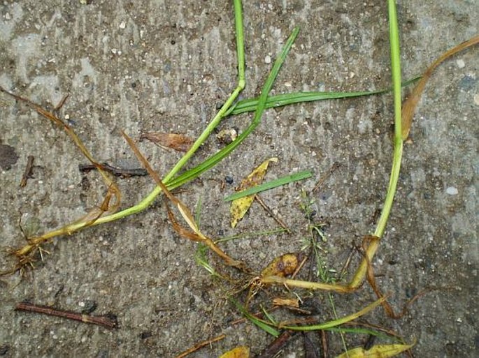 Poa trivialis