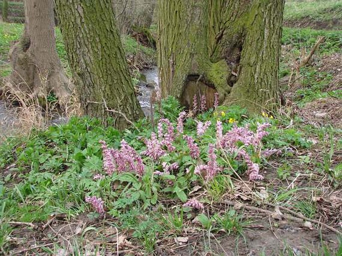 Lathraea squamaria squamaria