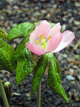 Podophyllum hexandrum