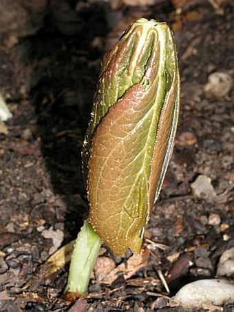 Podophyllum peltatum