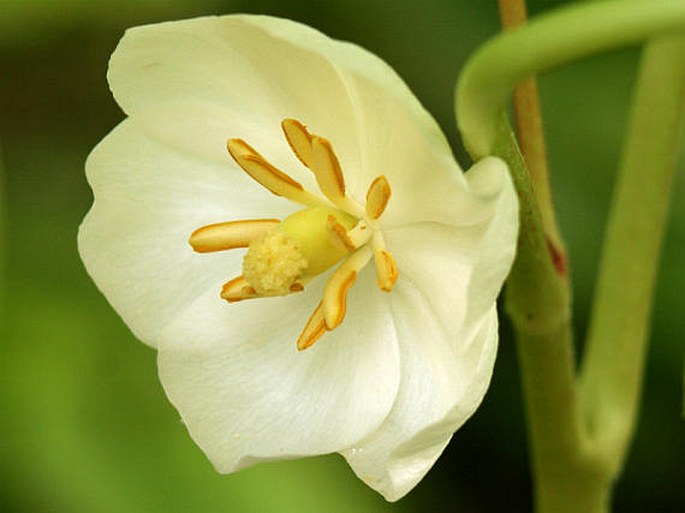 PODOPHYLLUM PELTATUM L. – noholist štítnatý