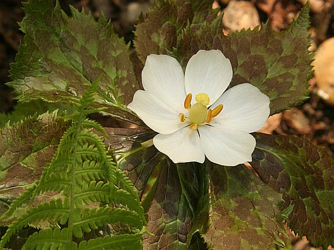 PODOPHYLLUM HEXANDRUM Royle – noholist himálajský