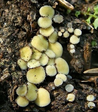 Podophacidium xanthomelum