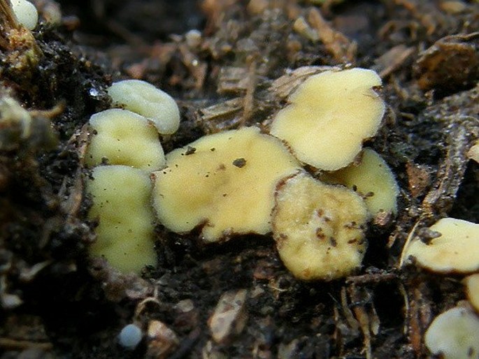 Podophacidium xanthomelum