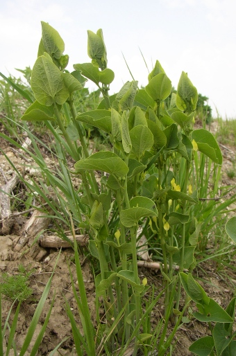 Aristolochia clematitis