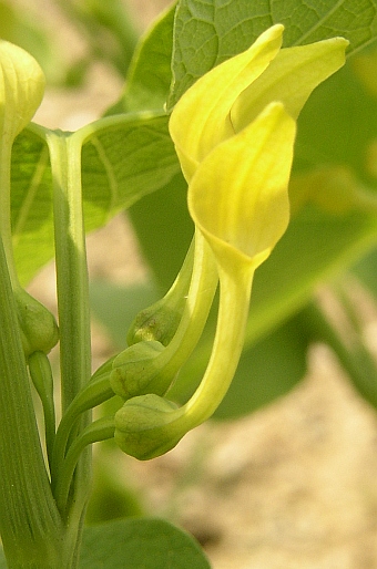 Aristolochia clematitis