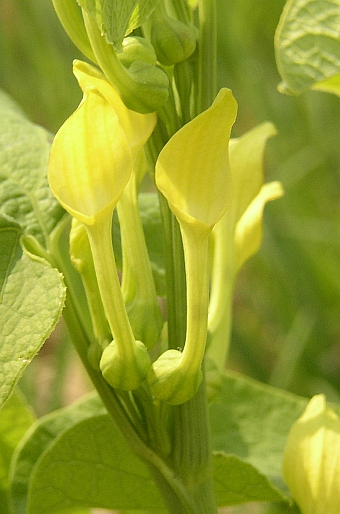 Aristolochia clematitis