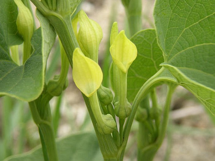 Aristolochia clematitis