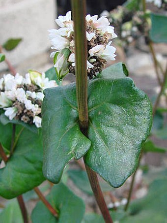 Fagopyrum esculentum