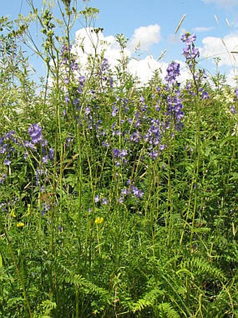 Polemonium caeruleum