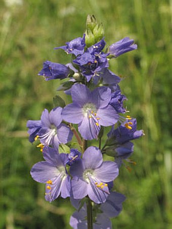 Polemonium caeruleum