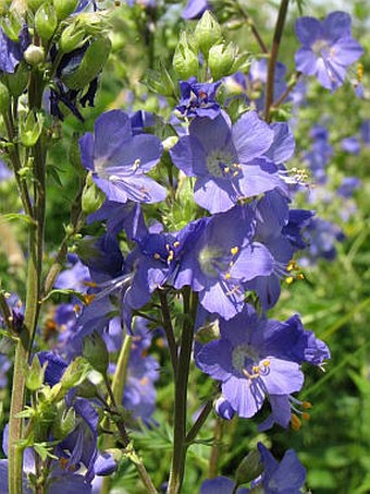 Polemonium caeruleum