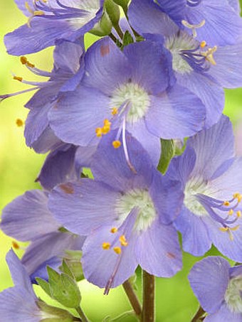 Polemonium caeruleum