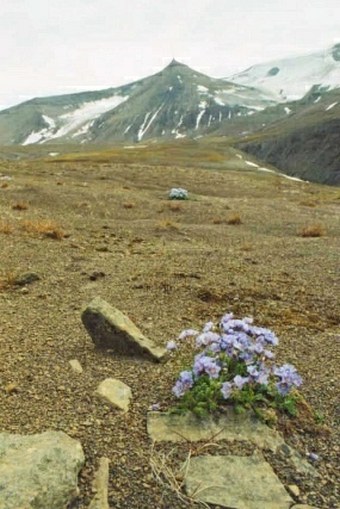 Polemonium boreale