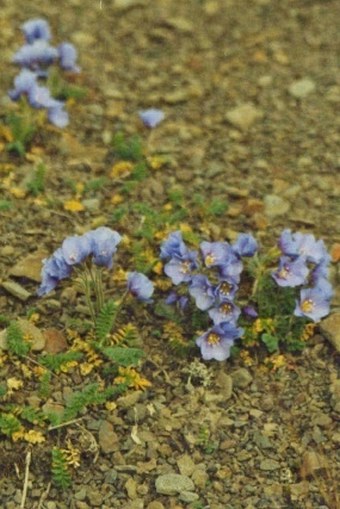 Polemonium boreale