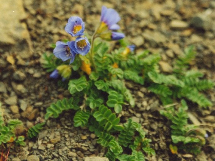 Polemonium boreale