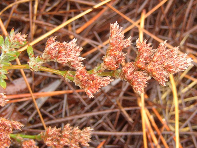 Polycarpaea aristata